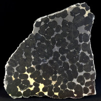 Versteinerte Stromatolithen aus Ungarn