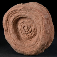 Versteinerte Stromatolithen aus Marokko 