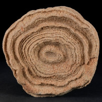 Schöner versteinerter Onkoid Stromatolithen aus Marokko