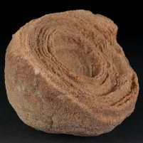 Fossilien Stromatolithen aus der Kreidezeit von Marokko