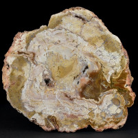 Fossilien aus Madagaskar versteinertes Holz polierte Scheibe