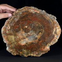 Fossilien Madagaskar großes versteinertes Araukarienholz