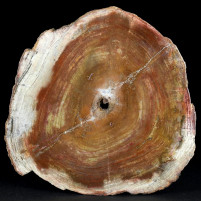 Schönes versteinertes Holz poliert aus Madagaskar