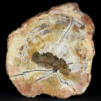 Versteinerte Holzscheibe aus der Trias von Madagaskar