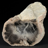 Versteinertes Platanenholz Sycamore sp. aus dem Eozän