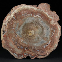 Fossilien Madagaskar versteinertes Araukarien Holz Triaszeit