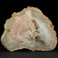 Fossilien versteinertes Araukarienholz aus der Trias von Madagaskar