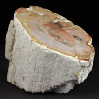 Toller versteinerter Baumfarn Psaronius sp. aus dem Unterperm