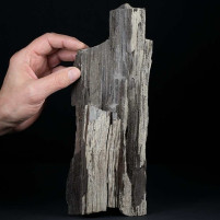 Versteinertes Holz aus dem Oligozän von Österreich