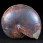 Versteinerter Ammonit Arcestes aus Österreich