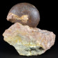 Fossilien Österreich Ammonit Arcestes sp.