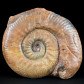 Versteinerter Ammonit Juraphyllites sp. aus Österreich