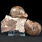 Fossilien aus Österreich Trias Ammoniten Arcestes