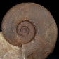 Seltener Trias Ammonit Monophyllites simonyi Salzkammergut