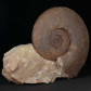 Fossilien Rarität Ammonit Monophyllites simonyi