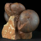 Ammonitenstufe Arcestes leiostracus aus dem Salzkammergut