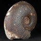 Fossilien Ammonit Rhacophyllites aus der Trias von Österreich