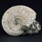 Fossilien Ammoniten aus Russland