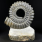 Fossilien aus dem Devon heteromorpher Ammonit Anetoceras