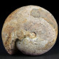 Ammoniten aus Westtimor Arcestes sp.