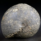 Fossilien aus Timor Ammonit Arcestes
