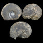 Trias Ammoniten aus Timor