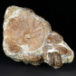 Versteinerter Ammonit Turrilites escherianus aus der Kreidezeit