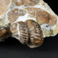 Fossilien seltener heteromorpher Ammonit Turrilites escherianus