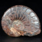 Ammonit  Pseudoclymenia pseudogoniatites aus dem Devon
