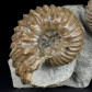 Seltene Ammoniten Stufe mit Hoplites dentatus