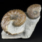 Unterkreide Ammoniten Hoplites dentatus