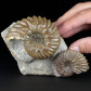Fossilien Ammoniten Stufe Hoplites dentatus