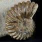 Fossilien Ammoniten Hoplites dentatus aus Troyes Frankrei