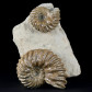 Ammonitenstufe mit Hoplites dentatus aus Troyes