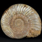 Großer Madagaskar Ammonit Divisosphinctes 