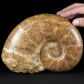Großer Ammonit Hemilytoceras aus der Jura von MAdagaskar
