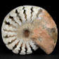 Trias Ammonit Arcestes mit offenen Kammernsystem