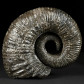 Ammonit Pedioceras sp.