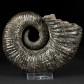 Seltener Kreide Ammonit Pedioceras aus Kolumbien