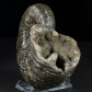 Heteromorpher Ammonit Pedioceras sp Kreidezeit