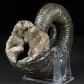 Heteromorpher Ammonit Pedioceras aus Kolumbien