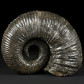 Herrlicher heteromorpher Ammonit Pedioceras aus Kolumbien