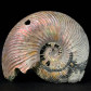 Fossilien Ammoniten in Schalenerhaltung Quenstedtoceras