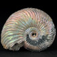 Ammoniten mit Perlmutt Schale Quenstedtoceras lamberti