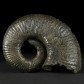 Seltener heteromorpher Ammonit aus Kolumbien Pedioceras sp.