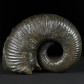 Fossilien Rarität heteromorpher Ammonit Pedioceras sp.