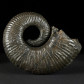 Herrlicher heteromorpher Ammonit Pedioceras aus Kolumbien