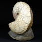 Schöner Perlmutt Ammonit Discoscaphites gulosus