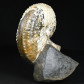 Fossilien irisierender Ammonit Discoscaphites aus South Dakota