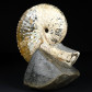 Schöner Kreide Ammonit Discoscaphites gulosus